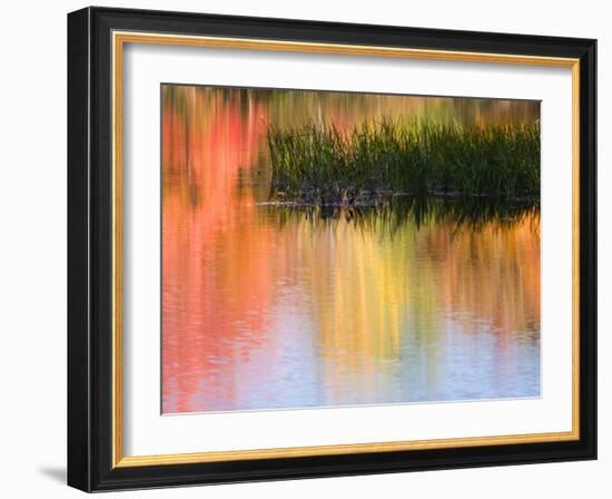 Grasses Growing in Water Reflecting, South Paris, Maine, USA-Wendy Kaveney-Framed Photographic Print