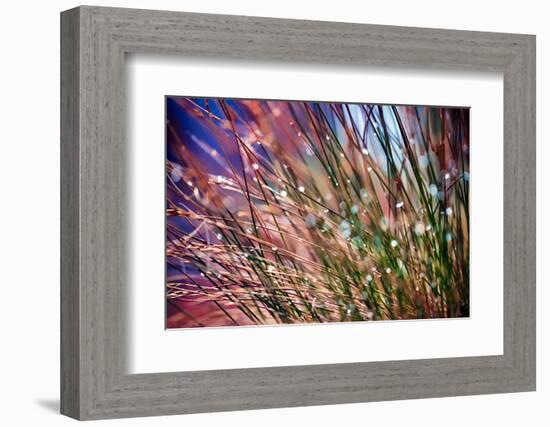 Grasses in Rain-Ursula Abresch-Framed Photographic Print