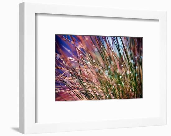 Grasses in Rain-Ursula Abresch-Framed Photographic Print