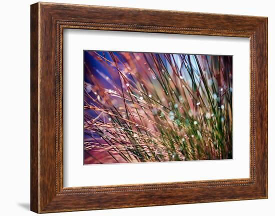 Grasses in Rain-Ursula Abresch-Framed Photographic Print