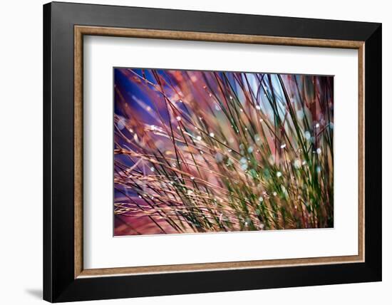 Grasses in Rain-Ursula Abresch-Framed Photographic Print