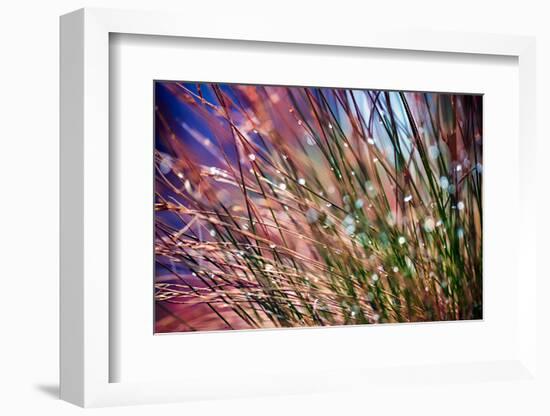 Grasses in Rain-Ursula Abresch-Framed Photographic Print