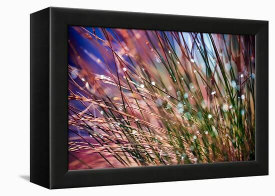 Grasses in Rain-Ursula Abresch-Framed Premier Image Canvas