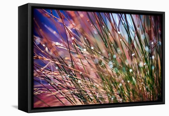 Grasses in Rain-Ursula Abresch-Framed Premier Image Canvas