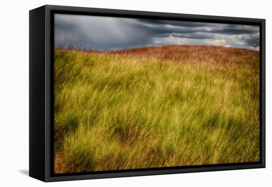 Grasses on a Stormy Day-Ursula Abresch-Framed Premier Image Canvas