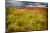 Grasses on a Stormy Day-Ursula Abresch-Mounted Photographic Print