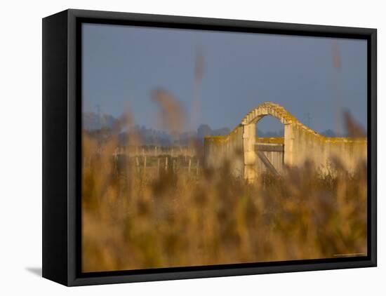 Grasses surrounding Corral Bullring, Camargue, France-Lisa S. Engelbrecht-Framed Premier Image Canvas