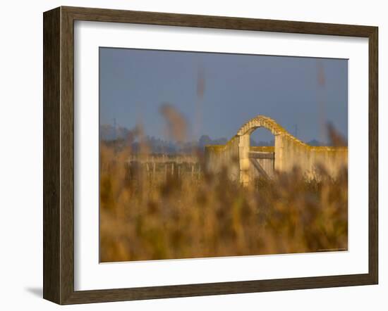 Grasses surrounding Corral Bullring, Camargue, France-Lisa S. Engelbrecht-Framed Photographic Print