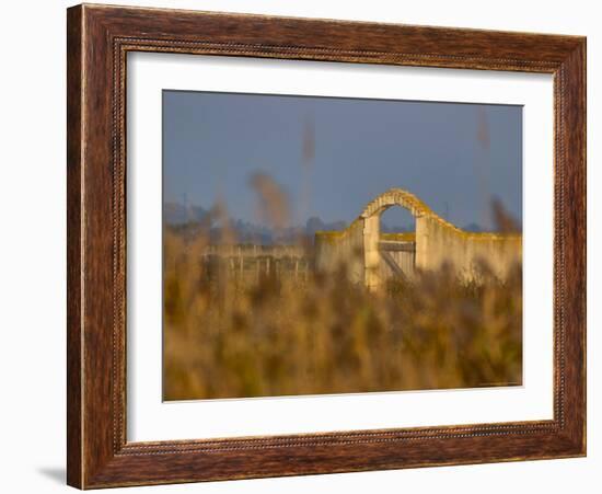 Grasses surrounding Corral Bullring, Camargue, France-Lisa S. Engelbrecht-Framed Photographic Print