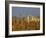 Grasses surrounding Corral Bullring, Camargue, France-Lisa S. Engelbrecht-Framed Photographic Print