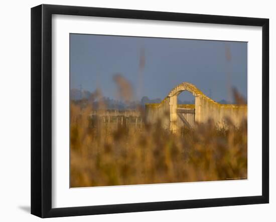 Grasses surrounding Corral Bullring, Camargue, France-Lisa S. Engelbrecht-Framed Photographic Print