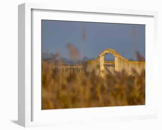 Grasses surrounding Corral Bullring, Camargue, France-Lisa S. Engelbrecht-Framed Photographic Print