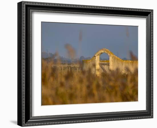 Grasses surrounding Corral Bullring, Camargue, France-Lisa S. Engelbrecht-Framed Photographic Print