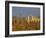 Grasses surrounding Corral Bullring, Camargue, France-Lisa S. Engelbrecht-Framed Photographic Print