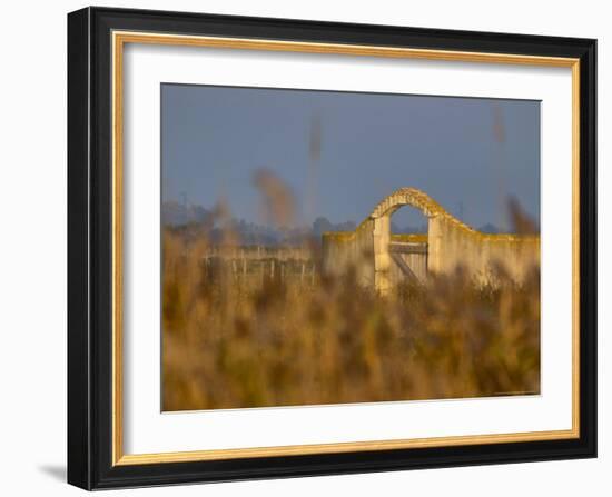 Grasses surrounding Corral Bullring, Camargue, France-Lisa S. Engelbrecht-Framed Photographic Print