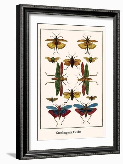 Grasshooppers, Cicadas-Albertus Seba-Framed Art Print