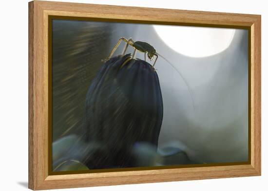 Grasshopper Sits on Dandelion Bud, Orthoptera-Falk Hermann-Framed Premier Image Canvas