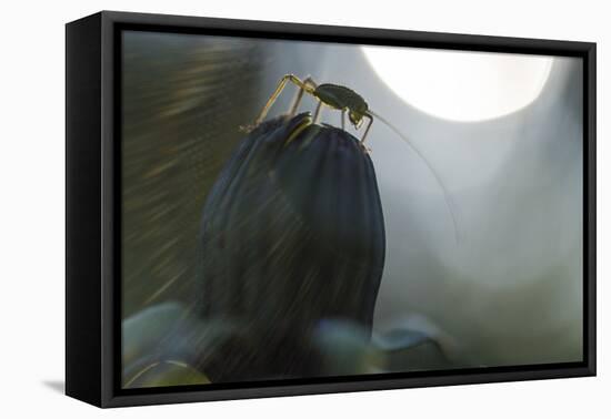 Grasshopper Sits on Dandelion Bud, Orthoptera-Falk Hermann-Framed Premier Image Canvas