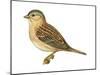 Grasshopper Sparrow (Ammodramus Savannarum), Birds-Encyclopaedia Britannica-Mounted Art Print