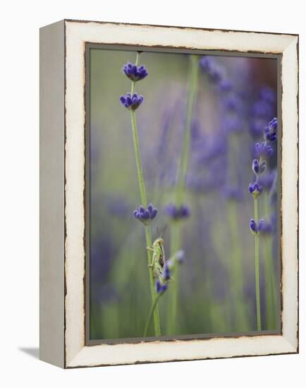 Grasshopper with Lavender, Washington, USA-Brent Bergherm-Framed Premier Image Canvas
