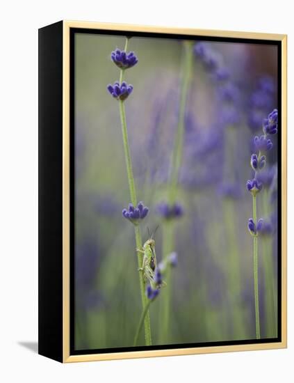 Grasshopper with Lavender, Washington, USA-Brent Bergherm-Framed Premier Image Canvas