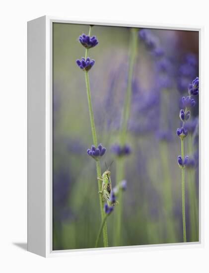 Grasshopper with Lavender, Washington, USA-Brent Bergherm-Framed Premier Image Canvas