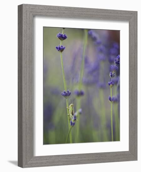 Grasshopper with Lavender, Washington, USA-Brent Bergherm-Framed Photographic Print