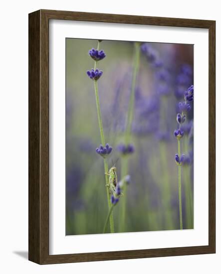 Grasshopper with Lavender, Washington, USA-Brent Bergherm-Framed Photographic Print