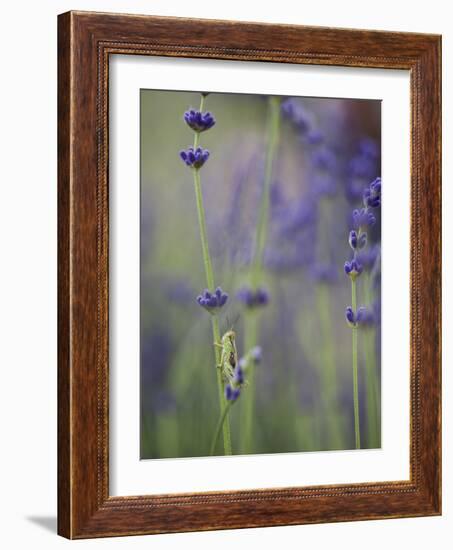 Grasshopper with Lavender, Washington, USA-Brent Bergherm-Framed Photographic Print