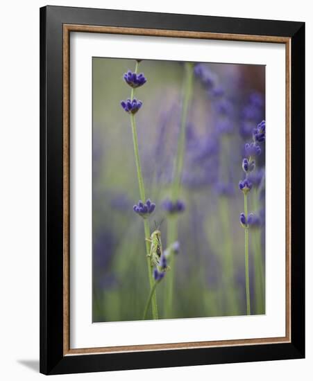 Grasshopper with Lavender, Washington, USA-Brent Bergherm-Framed Photographic Print