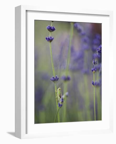 Grasshopper with Lavender, Washington, USA-Brent Bergherm-Framed Photographic Print