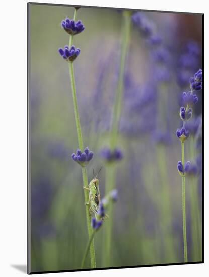 Grasshopper with Lavender, Washington, USA-Brent Bergherm-Mounted Photographic Print