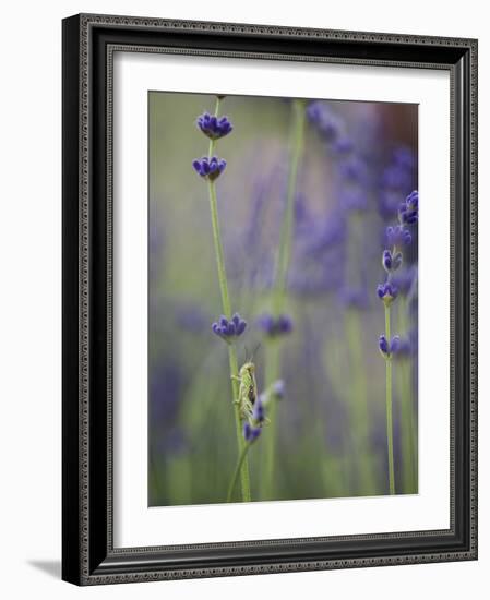 Grasshopper with Lavender, Washington, USA-Brent Bergherm-Framed Photographic Print