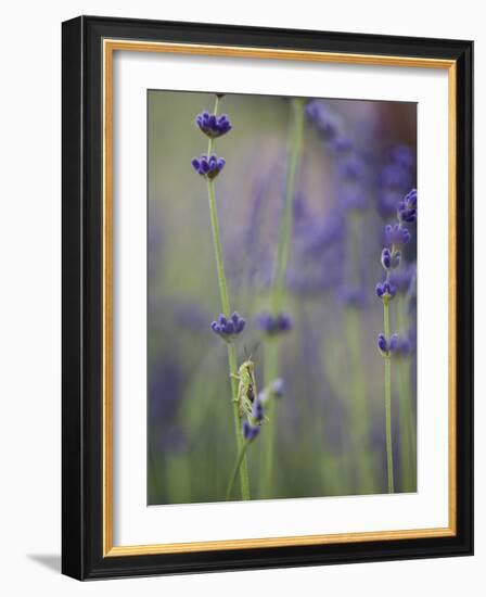 Grasshopper with Lavender, Washington, USA-Brent Bergherm-Framed Photographic Print