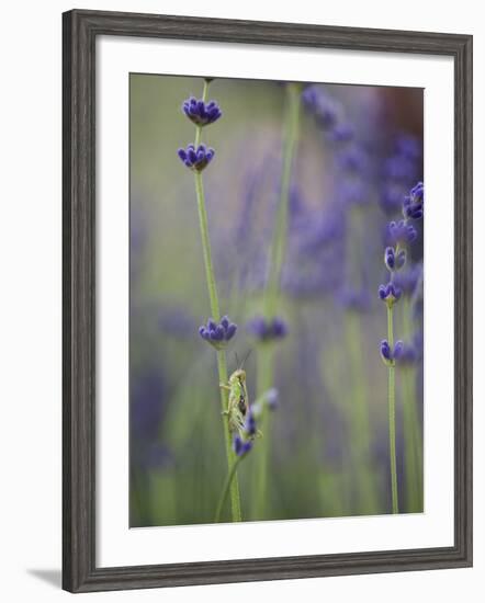 Grasshopper with Lavender, Washington, USA-Brent Bergherm-Framed Photographic Print