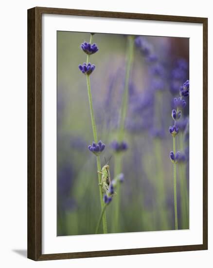 Grasshopper with Lavender, Washington, USA-Brent Bergherm-Framed Photographic Print
