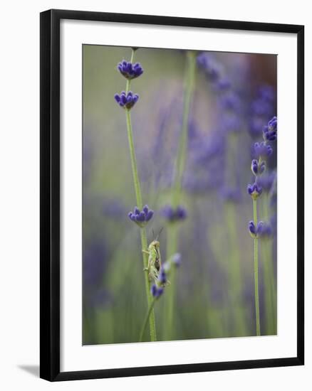 Grasshopper with Lavender, Washington, USA-Brent Bergherm-Framed Photographic Print