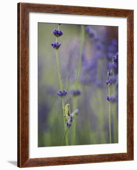 Grasshopper with Lavender, Washington, USA-Brent Bergherm-Framed Photographic Print