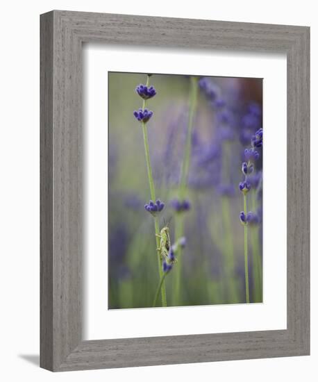 Grasshopper with Lavender, Washington, USA-Brent Bergherm-Framed Photographic Print