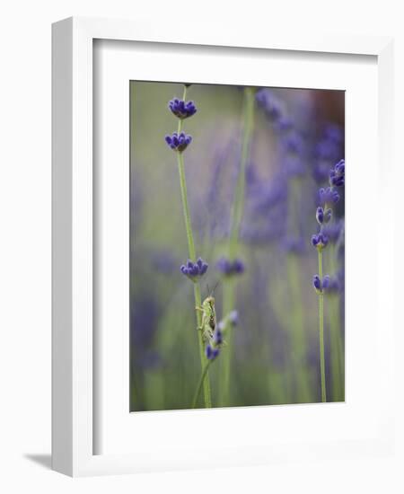 Grasshopper with Lavender, Washington, USA-Brent Bergherm-Framed Photographic Print