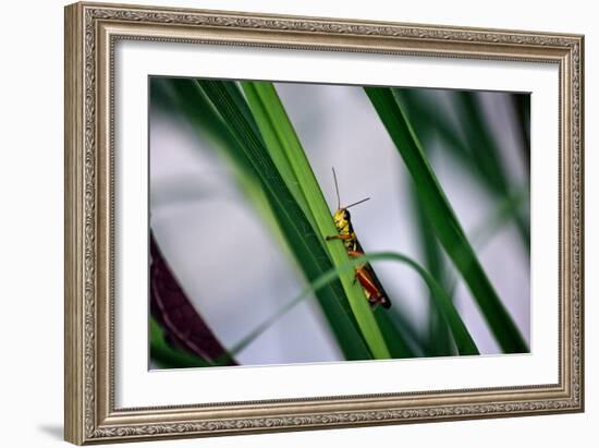 Grasshopper-null-Framed Photo