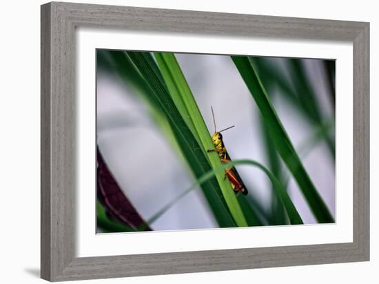 Grasshopper-null-Framed Photo