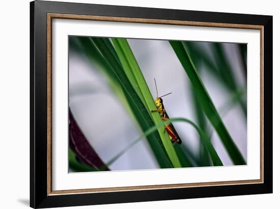 Grasshopper-null-Framed Photo