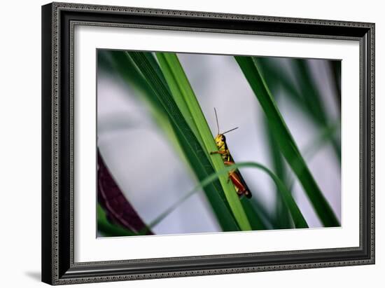 Grasshopper-null-Framed Photo