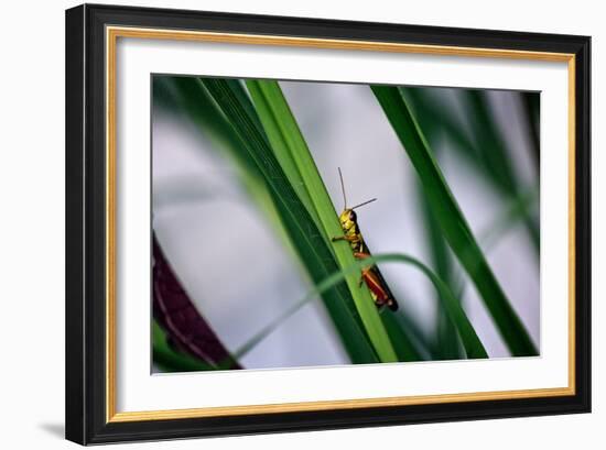 Grasshopper-null-Framed Photo