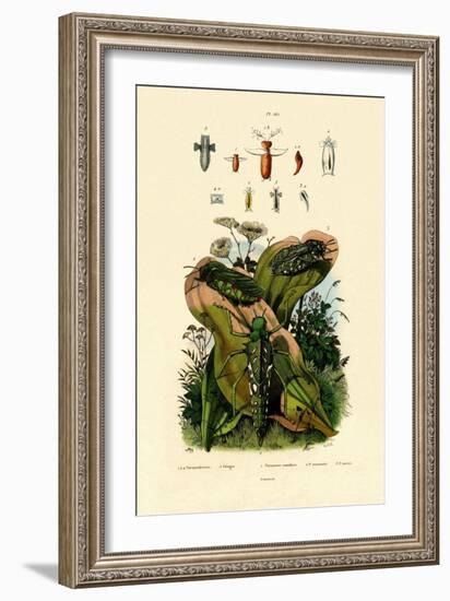 Grasshoppers, 1833-39-null-Framed Giclee Print