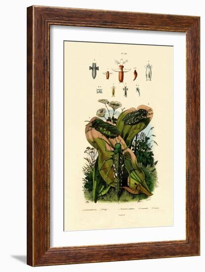 Grasshoppers, 1833-39-null-Framed Giclee Print