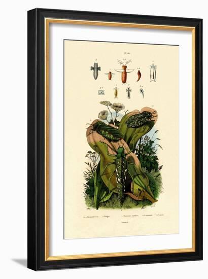 Grasshoppers, 1833-39-null-Framed Giclee Print