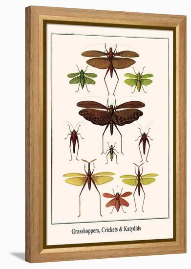 Grasshoppers, Crickets and Katydids-Albertus Seba-Framed Stretched Canvas