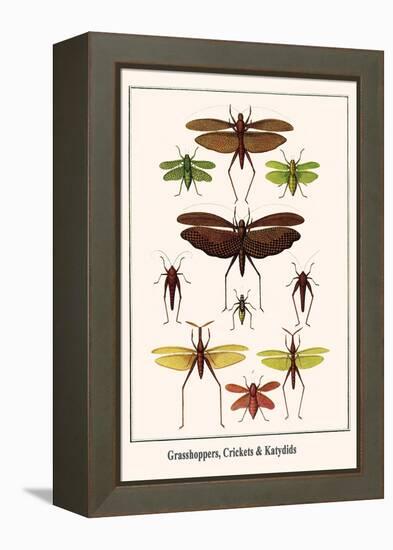 Grasshoppers, Crickets and Katydids-Albertus Seba-Framed Stretched Canvas